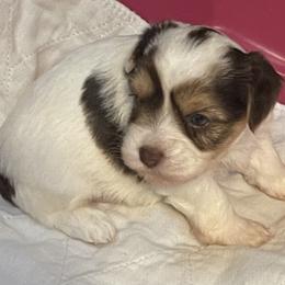 Biewer Terrier Puppies from Caroline's Biewer Terriers