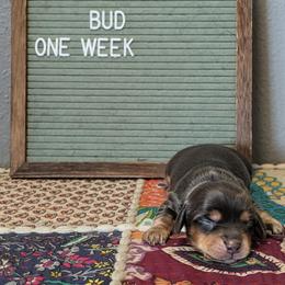 Bud - Chocolate and tan male Dachshund puppy in Indianapolis, Indiana from Englehaus Dachshunds