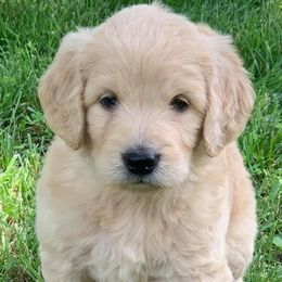 Goldendoodles from Connie’s Goldendoodles