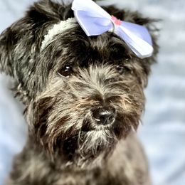 Olive - Morkie