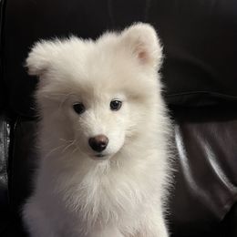 Samoyed Puppies from Better’s Samoyeds