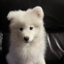 Samoyed Puppies from Better’s Samoyeds