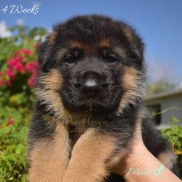 Mint - Black and red male German Shepherd puppy in Orlando, Florida from AceHaven Canines