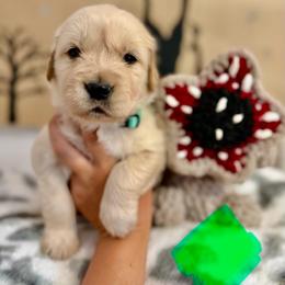 Maxine - Golden female Golden Retriever puppy in Duncan, South Carolina from Glimmer Goldens