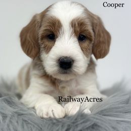 Cooper - Parti male Goldendoodle puppy in Milford, Indiana from Railway Acres Kennel