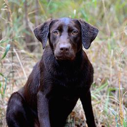 River - Labrador Retriever