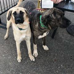 Beatrice - Fawn Anatolian Shepherd Dog puppy in Virginia from One Chick Farm