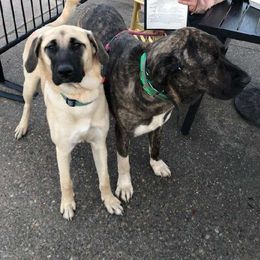 Beatrice - Fawn Anatolian Shepherd Dog puppy in Virginia from One Chick Farm