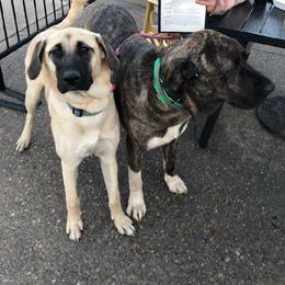 Beatrice - Fawn Anatolian Shepherd Dog puppy in Virginia from One Chick Farm