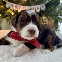 Orange - Tri-color male Bernedoodle puppy in Hesperia, Michigan from Red Acres Poodles & Doodles