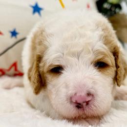 Ducky - Red male Bernedoodle puppy in Hegins, Pennsylvania from Bubbling Springs Doodles, LLC