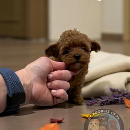 Poodle Puppies from KC Poodles of PA