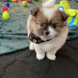 Pomeranian Puppies from Annie’s Animated AKC Pomeranians