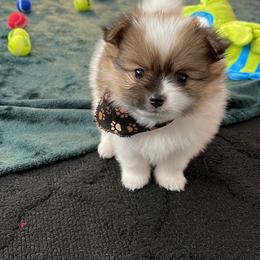 Pomeranian Puppies from Annie’s Animated AKC Pomeranians