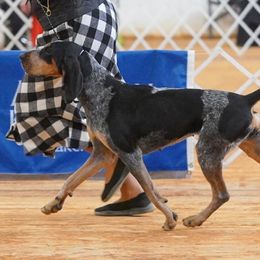 Journey - Bluetick Coonhound