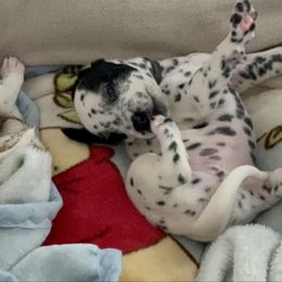 Girl 4 - White and black female Dalmatian puppy in Fontana, California from Maldonado's Dalmatians