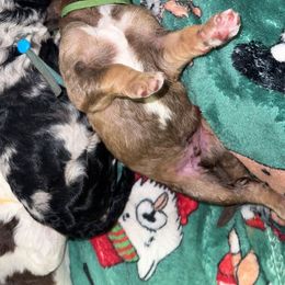 Assorted Doodle Crosses and Poodle Puppies from CC Poodles and Doodles