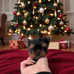 Biscuit - Blue and gold male Yorkshire Terrier puppy in Kendallville, Indiana from Yorkies Kisses