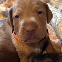 Vizsla Puppies from Jackpot Vizsla
