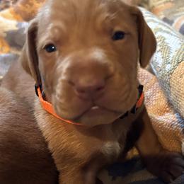 Vizsla Puppies from Jackpot Vizsla