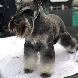 Kaylee - Miniature Schnauzer