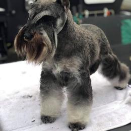 Kaylee - Miniature Schnauzer