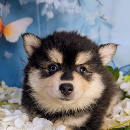 Titan - 2200 - Tri-color male Pomsky puppy in Spring Hill, Florida from www.PuppyTimeEmporium.com