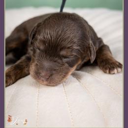 Columbia - Brown roan and tan male Cockapoo puppy in Connersville, Indiana from Deaz Doodle Ranch