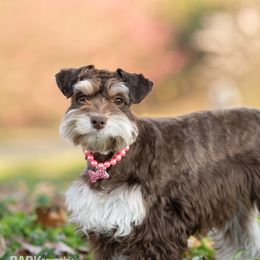 Fudge - Miniature Schnauzer