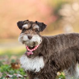 Fudge - Miniature Schnauzer