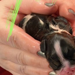 Puppy 2 - Black white and tan female English Toy Spaniel puppy in Pennsylvania from Enchanting Charlies
