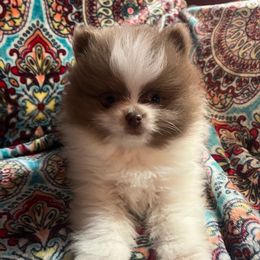 Hershey - Pomeranian puppy from Pomtastic Pomeranians