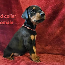 Doberman Pinscher Puppies from Kazimir Kennels of Indiana