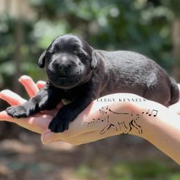 Recluse - Black male Giant Schnauzer puppy in Lithia, Florida from Elegy Kennels