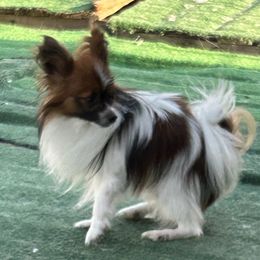 Kona - Papillon