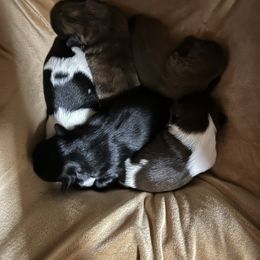 Girl 2 - Liver female Shih Tzu puppy in Kodak, Tennessee from Cutshall Babies