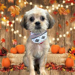 Pickles - Sable male Assorted Doodle Crosses puppy in Kentucky from Em&M Pomeranians