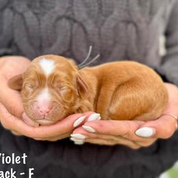 Violet - Caramel red female Australian Labradoodle puppy in Morgan Hill, California from Loving Labradoodles