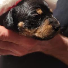 Dachshunds from Nanas Weiners