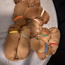 Purple - Golden female Golden Retriever puppy in Chandler, Arizona from Az K9 Companions