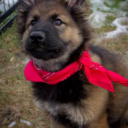 German Shepherd Puppies from Journey's German Shepherds (Kennel Vom Himmel)