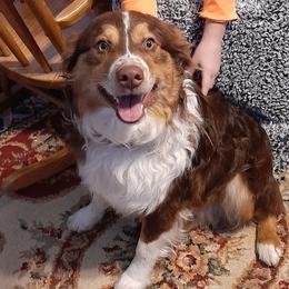 Mya - Australian Shepherd