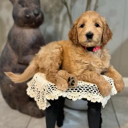 Snow White-Pink - Apricot female Goldendoodle puppy in Bay City, Texas from Charming Doods Goldendoodles