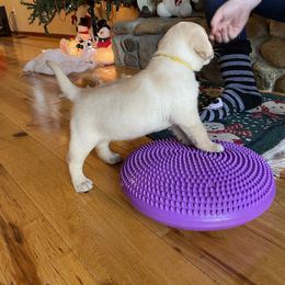 Labrador Retriever Puppies from Armory Labradors