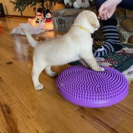 Labrador Retriever Puppies from Armory Labradors