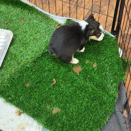 Pembroke Welsh Corgi Puppies from LTT Corgis