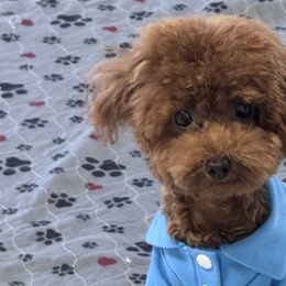 Poodles from Darlynda May