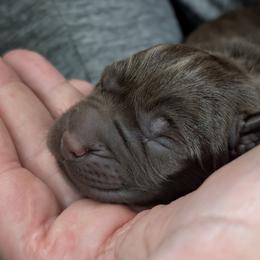 Female puppy - Chocolate female Labrador Retriever puppy in Millville, New Jersey from Puzzles Labradors