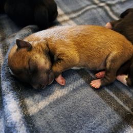 Rocky - Red male Shiba Inu puppy in Osceola, Iowa from Jordan's Shiba Inu