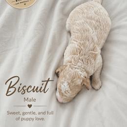 Biscuit - Apricot male Goldendoodle puppy in Mantachie, Mississippi from North MS Doodles Boutique